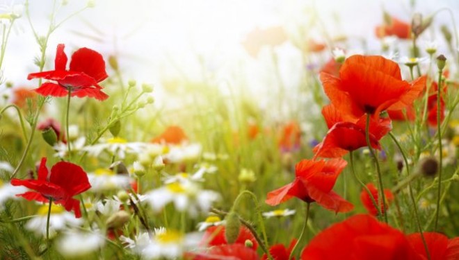 Anomal isti hava iyulun 4-dək davam edəcək - proqnoz