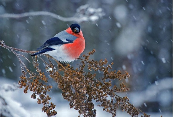 Sabah yağış və qar yağacaq